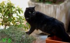 The Cat The Cat