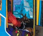 Nel tuc tuc Nel tuc tuc