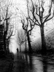 nebbia nebbia
