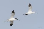 Avocette