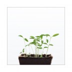 Germogli primaverili