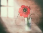 luce... luce...