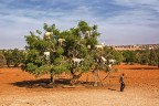 l'albero delle capre l'albero delle capre