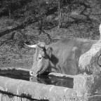 Una mucca che si abbevera preso una antica fontana nel bosco