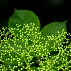 verde verde