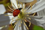 macro macro