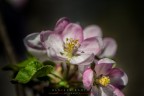 è sbocciata la primavera è sbocciata la primavera