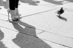 Il piccione Il piccione