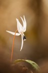 Erythronium dens-canis Erythronium dens-canis