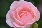 Este in fiore... Este in fiore...