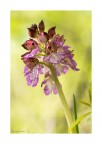 Orchis purpurea Orchis purpurea