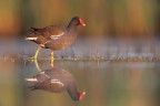 Gallinella d'acqua !