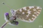 Pontia edusa Pontia edusa