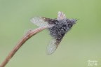 Bombylella atra Bombylella atra