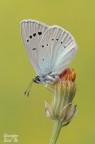 Glaucopsyche alexis Glaucopsyche alexis