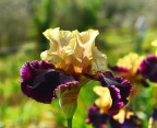 IRIS IRIS