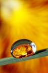 Fiore in goccia