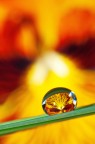 Fiore in goccia 2