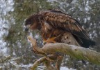 Aquila da identificare Aquila da identificare