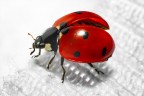 Coccinella Coccinella