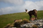 Il camoscio Il camoscio