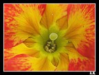 Fiore Fiore