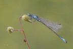 Ischnura elegans e i suoi amichetti Ischnura elegans e i suoi amichetti