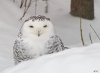 Gufo delle nevi
