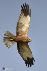 Falco di palude Falco di palude