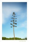 Svetta il gigante... solitario Svetta il gigante... solitario