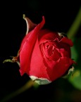 ***Rosa Rossa*** ***Rosa Rossa***
