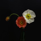 Poppies Poppies
