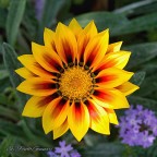 Gazania Gazania