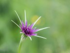 Fiore di Trifoglio Fiore di Trifoglio