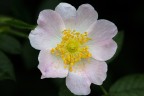 Rosa canina