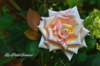 Nel mio giardino Nel mio giardino