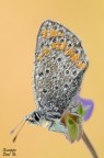Imperlata