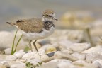 Giovane di Corriere piccolo (Charadrius dubius)