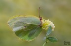 Gonepteryx rhamni Gonepteryx rhamni