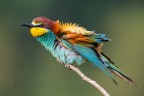 Gruccione
Bee eater
Merops apiaster (Linnaeus, 1758)

Piemonte, Maggio 2018
iso640 f7,1 1/1000