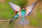 Amore arrivo.... Amore arrivo....