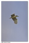 Nitticora in volo