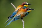 Gruccione
Bee eater
Merops apiaster (Linnaeus, 1758)

Piemonte, Maggio 2018
iso640 f7,1 1/2000