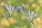 Iphiclides podalirius�