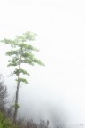 Particolare Pino nella nebbia, Parco aspromonte