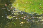 Spawning Spawning