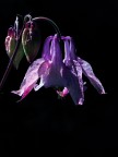 Aquilegia Aquilegia