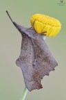 Libythea celtis... Libythea celtis...