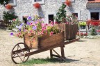 Fiori di montagna Fiori di montagna