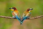 Gruccione 
Bee eater 
Merops apiaster (Linnaeus, 1758) 
Piemonte, Maggio 2018